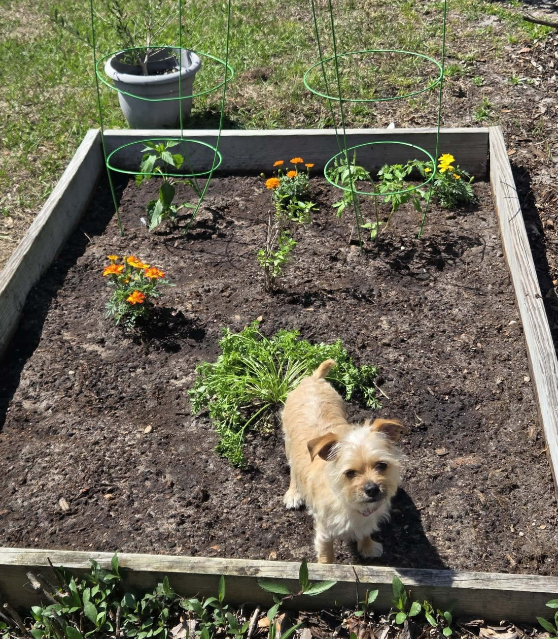 Garden Lessons on Simple Living